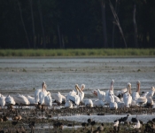 MNRiverPelicans 2014 09 047